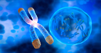 Telomeres and Immunity: The Link Between Cellular Aging and Immune Health